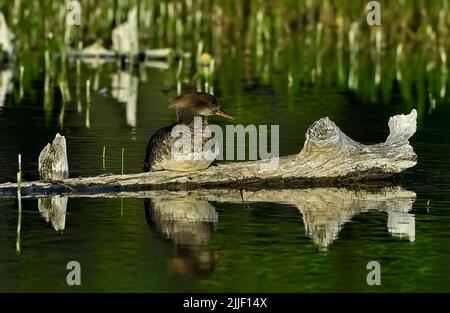 Eine weibliche Merganser-Ente, 'Mergus merganser', die auf einem versunkenen Baumstamm in einem Biberteich im ländlichen Alberta ruht.` Stockfoto